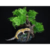 Komodo Bonsai Tree (17)
