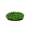 Penn Plax Moss Patch - Aqua-Floras (Aqua-Floras)