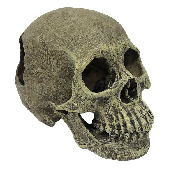 Komodo Human Skull Full (Smooth resin)