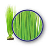 Weco Freshwater Series Asian Hairgrass Ornament