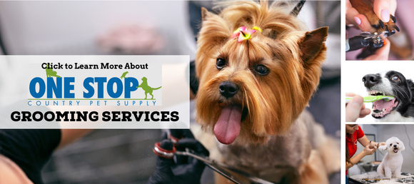 PetSafe Busy Buddy Magic Mushroom Dog Toy - Keene, NH - Barre, VT -  Brattleboro, VT - One Stop Country Pet Supply
