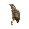 Savage Cat Food Split Quail