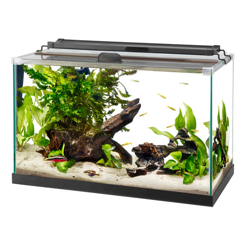 Aqueon Rimless Black Tank Aquarium