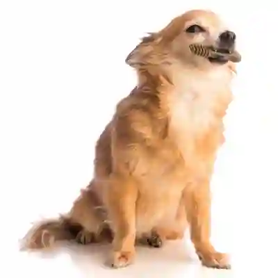 Image Alternative Text