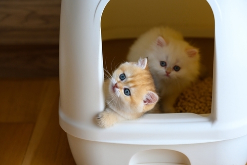 Cat Litter for Sale at One Stop Country Pet Supply